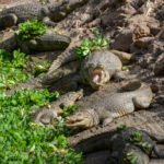 Kachikally Crocodile Pool Gambia