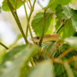 Reptielen farm Gunjur Gambia