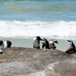 Boulers beach pinguins zuid afrika18