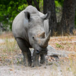 Fathala Wildlife Reserve Senegal