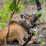 Fathala Wildlife Reserve Senegal