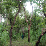 Karangia Trail Outamba-Kilimi Sierra Leone