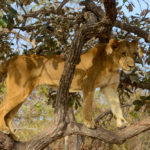 Leeuw in Fathala Senegal