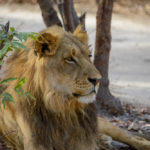 Leeuwen in Fathala Senegal