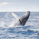 Walvis Nationaal park Addo Zuid Afrika