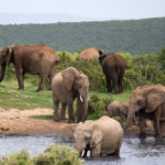 Nationaal park Addo Zuid Afrika