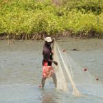 Niafrang vissen mangrove