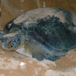 Schildpad nationaal park Poilao Guinee-Bissau