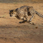 Cheeta Kalahari Botswana