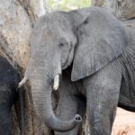 olifant Chobe Botswana