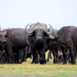 Buffels Chobe Botswana