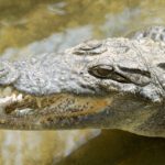 Croco Parc Ndianda Senegal