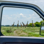 Giraffes Khutse Botswana