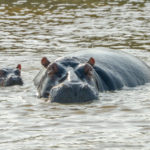 Isimangaliso Wetland Park Zuid Afrika