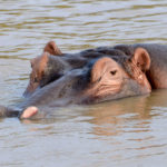 Isimangaliso Wetland Park Zuid Afrika