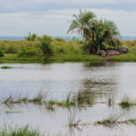 Isimangaliso nijlpaarden Zuid-Afrika