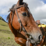 Khotso paardrijden Sehlebathebe Lesotho-9