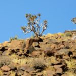 Kokerboom Richtersveld Zuid-Afrika