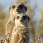 Meerkat Kalahari Botswana