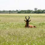 safari Khutse Botswana