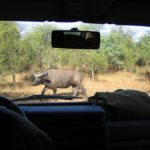 Buffel Bandia Senegal