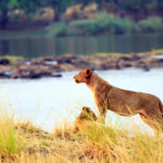 Leeuw Lake Kariba Zimbabwe