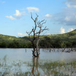 Mankwe Stuwmeer Pilanesberg Zuid Afrika