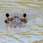 Nijlpaard Lake Kariba Zimbabwe