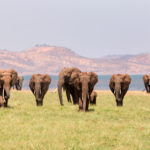 olifanten Lake Kariba Zimbabwe