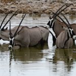 Gemsbok Etosha Namibië stunningtravel