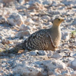 Namaqua-zandhoen Namaqualand