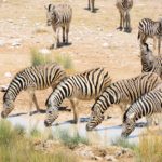 Zebra Etosha Namibie stunningtravel