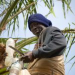 palmwijn tapper Niafarang Senegal