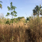 Cashew en keuken school Niafarang Casamance Senegal