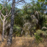 bush Niafarang Casamance Senegal