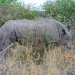 Neushoorn-Waterberg-Namibie