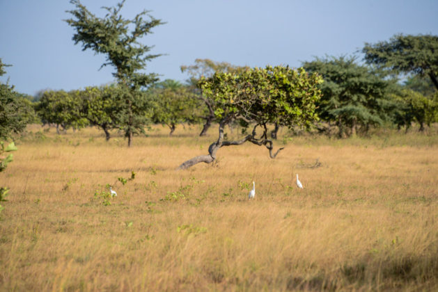 Kiang West National Park - Stunningtravel