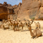 Guelta d’Archei Ennedi kamelen