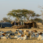 Lac Iro Tsjaad herders