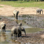 Dzanga Sangha Centraal Afrikaanse Republiek