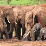 Mole national park ghana