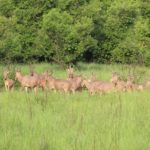 Mole national park ghana impala