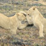 Leeuwen-Kololo-Zuid-Afrika