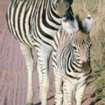 Zebra-Kololo