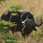 buffel Kololo