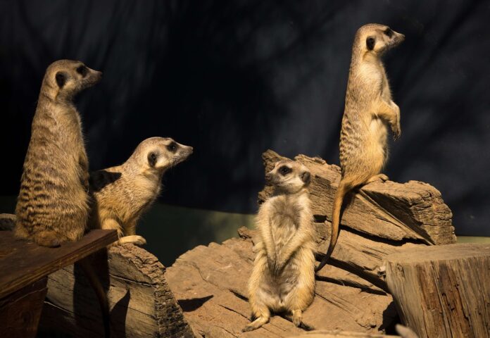 Meerkat Kgalagadi Transfrontier Park